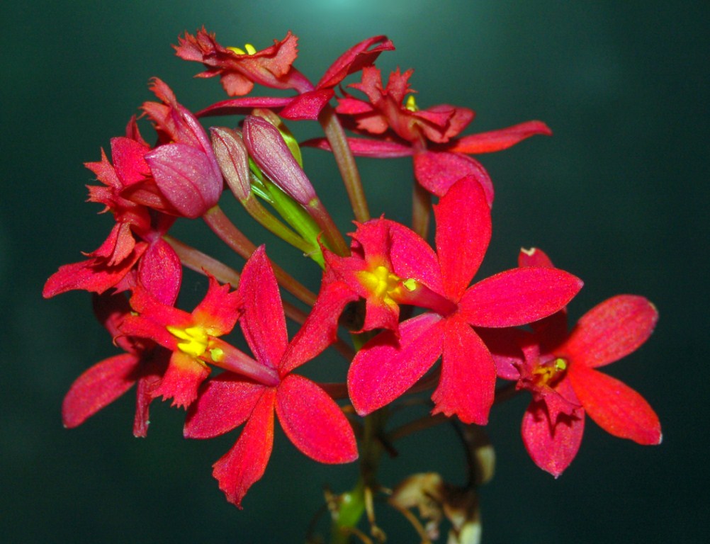 Dei fiori rossi da identificare